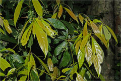 Phoebe lanceolata